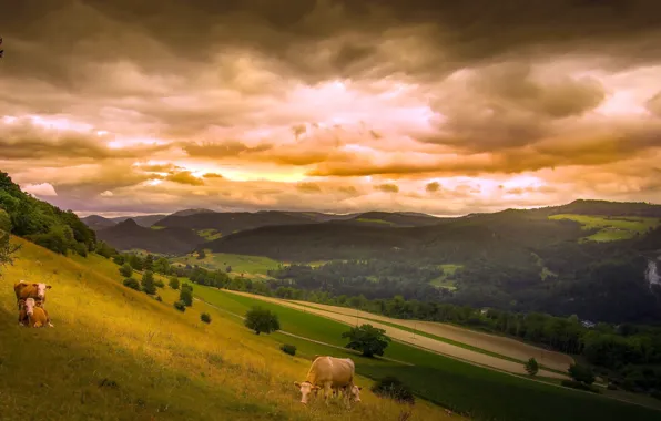 Cows, Switzerland, The Canton Of Basel-Country, Liesberg