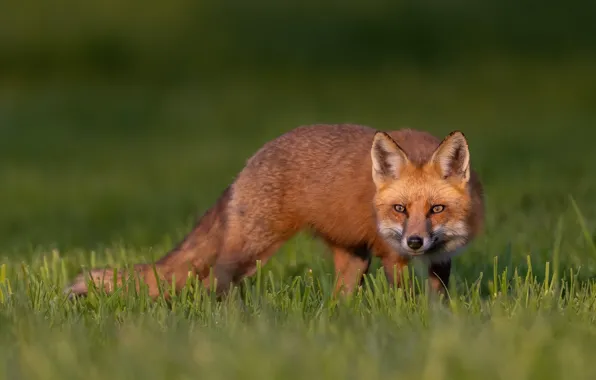 Picture grass, look, face, Fox, red