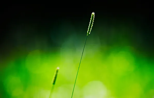Grass, macro, green, background, spike