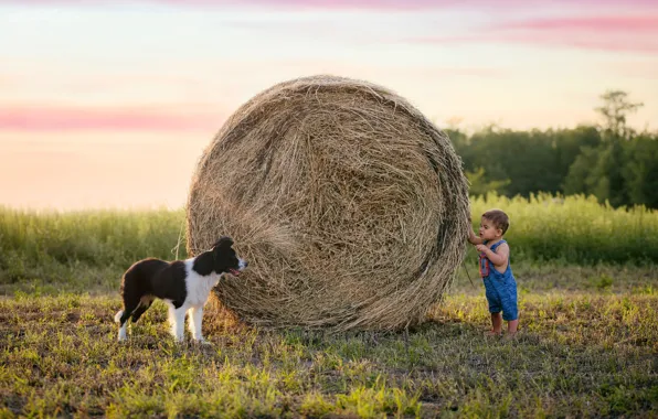 Picture summer, dog, boy, hay