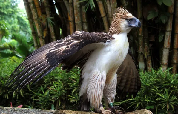 Bird, forests, monkey-eating eagle, philippine eagle