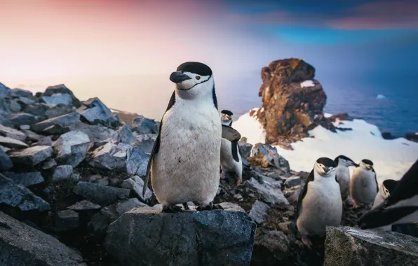 Sea, the sky, snow, rocks, pack, penguins