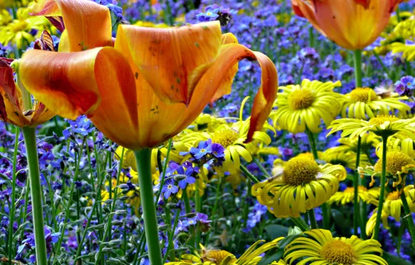 Picture field, nature, meadow