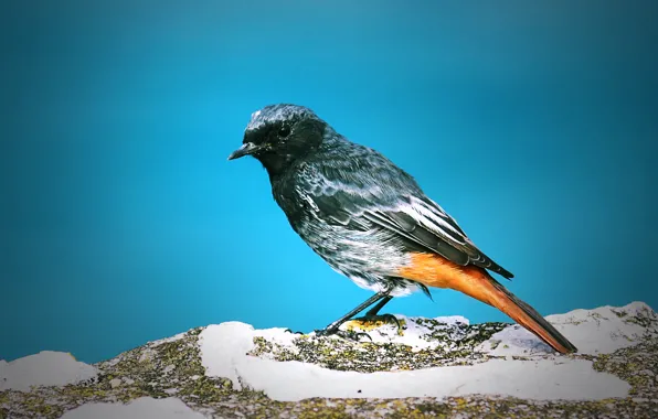 Picture stones, bird, feathers, tail