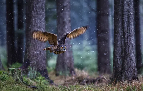 Picture forest, owl, bird, wings, flight