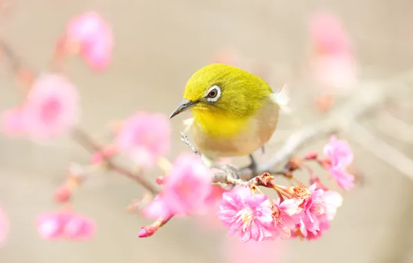 Branches, background, bird, spring, Sakura, pink, flowering, yellow