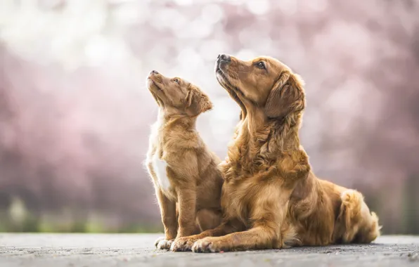 Road, dogs, look, nature, Park, dog, spring, pair