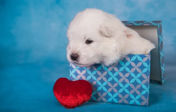 White, box, heart, dog, baby, muzzle, puppy, cover