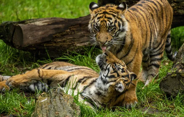 Grass, the game, a couple, tigers, the cubs, two