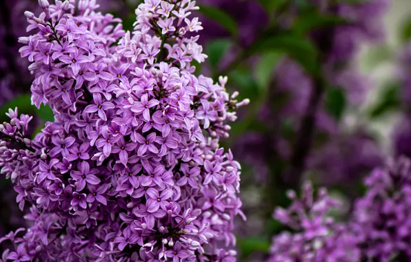 Wallpaper branches, the bushes, flowers, background, bokeh, lilac, flowering, spring