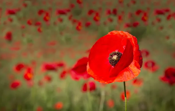Field, flower, summer, flowers, red, Mac, Maki, petals