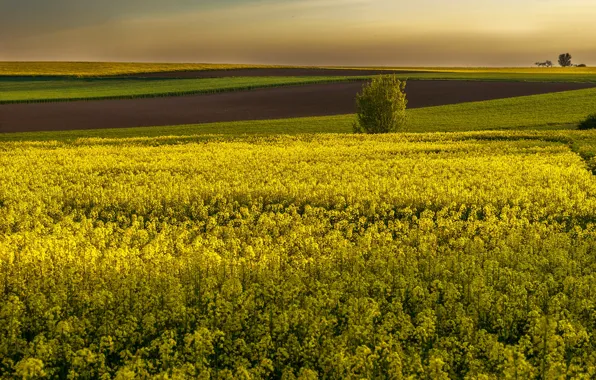 Yellow, field, rape