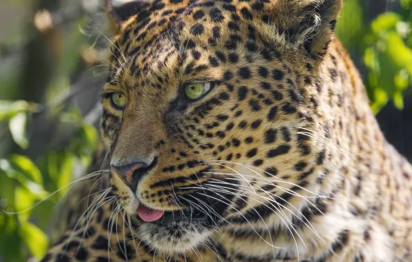 Picture language, cat, face, leopard, ©Tambako The Jaguar