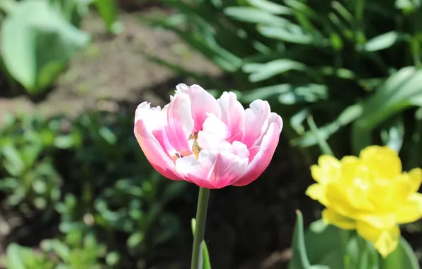 Flower, grass, flowers, yellow, nature, green, pink