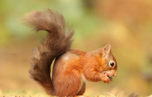 Pose, walnut, protein, tail, red, eats, squirrel, lunch