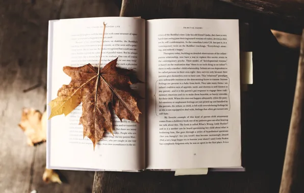 Autumn, Wallpaper, Mood, Text, Book