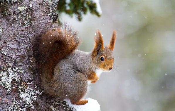 Picture snow, tree, protein, rodent