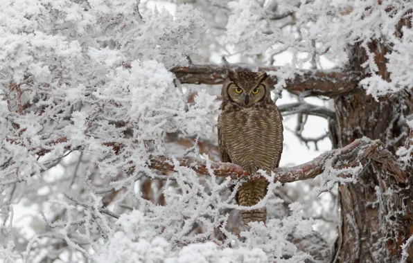 Picture winter, frost, trees, owl