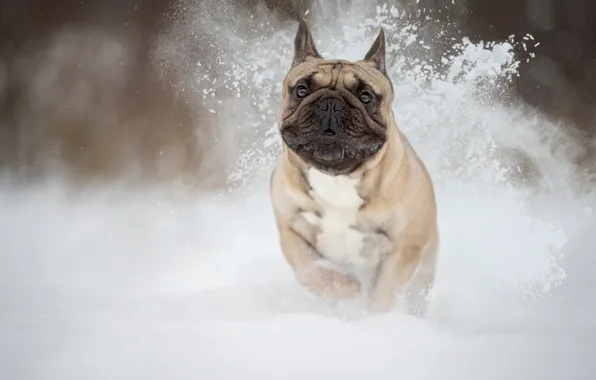 Picture snow, dog, beast, French bulldog