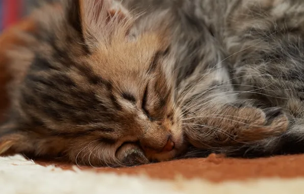 Picture cat, face, kitty, sleep, small, sleeping, fur