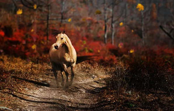 Picture ROAD, FOREST, HORSE, MANE, TRAIL, AUTUMN