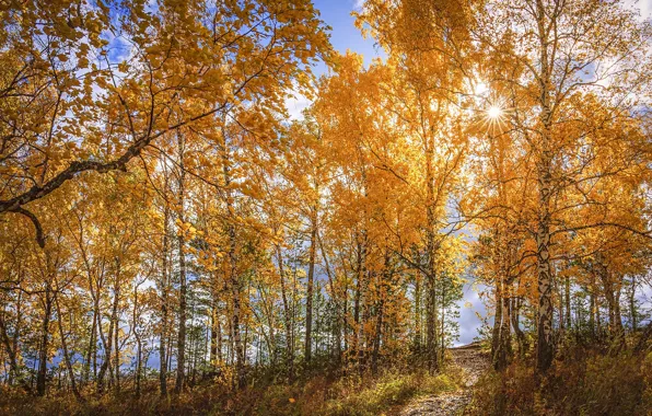 Forest, the sun, birch, Golden autumn, yellow foliage, birch grove
