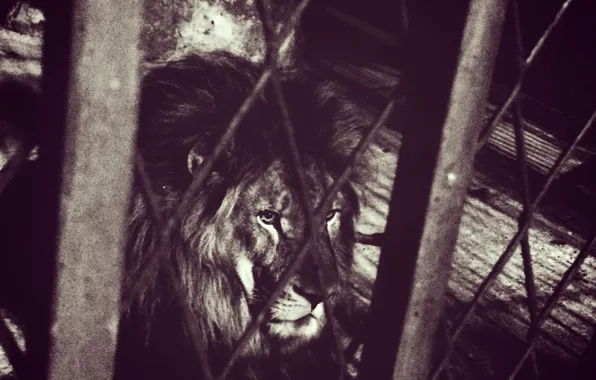 Look, Leo, king