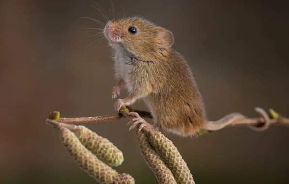 Branch, mouse, alder