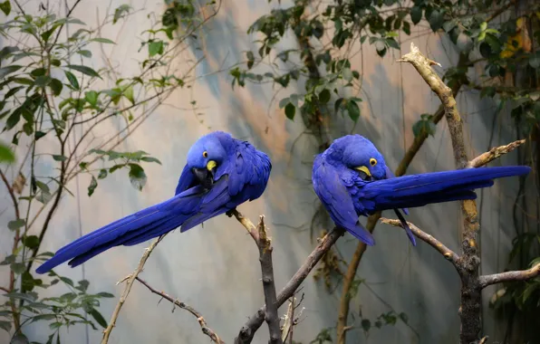 Branch, pair, parrots, blue, Hyacinth macaw, tree