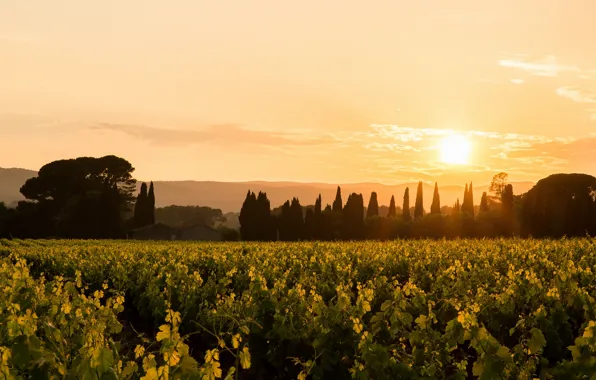 Field, the sky, the sun, trees, sunset, dawn, houses, vineyard