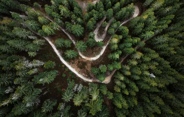 Road, forest, trees, serpentine, the view from the top, from the height of bird flight, …