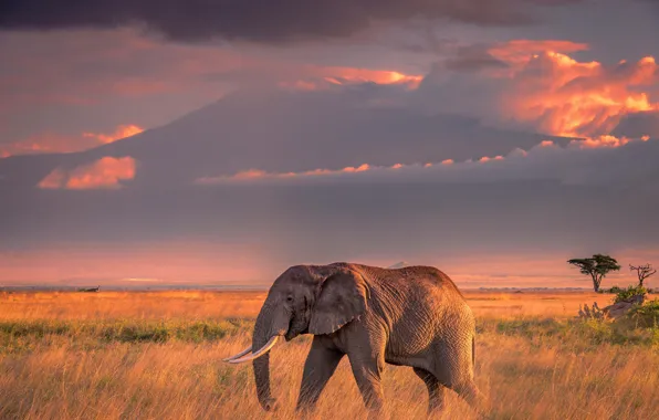 Picture field, the sky, grass, clouds, light, sunset, nature, elephant