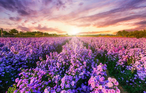 Wallpaper field, summer, the sun, clouds, light, flowers, dal, pink for ...