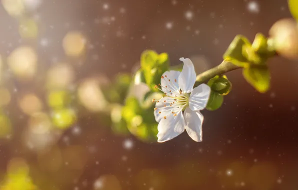 Picture flowers, spring, petals, garden