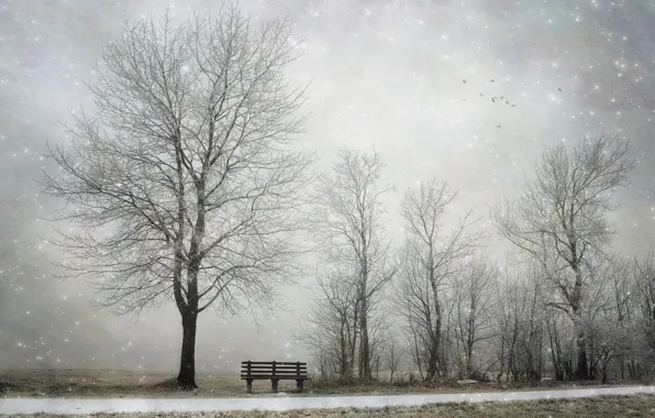 Winter, snow, tree, bench
