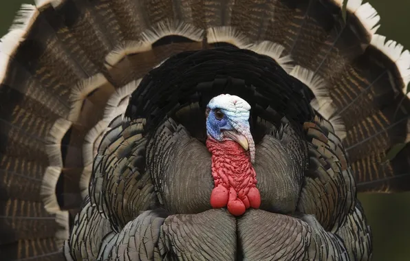Wallpaper, bird, Turkey