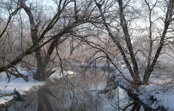 FOREST, SNOW, WINTER, TREES, RIVER, BRANCHES
