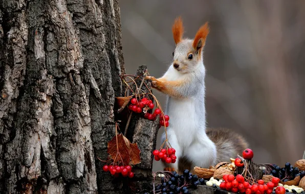 Autumn, nature, pose, berries, background, tree, stump, protein
