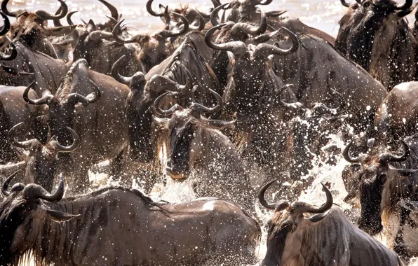 Squirt, Africa, crossing, the herd, Tanzania, wildebeest