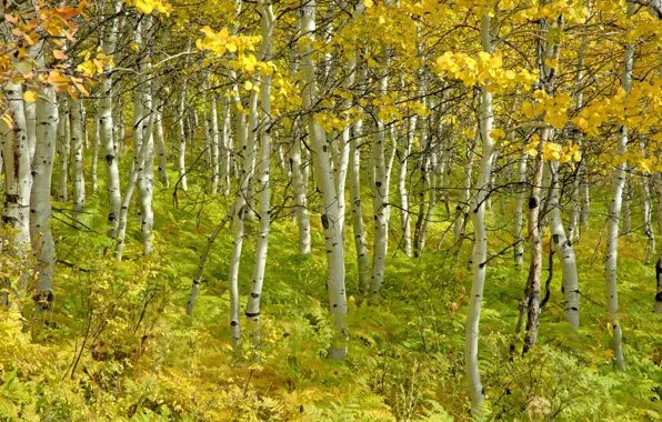 Autumn, trees, beauty, birch, grove