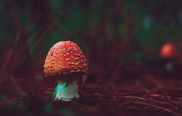 Macro, mushrooms, mushroom