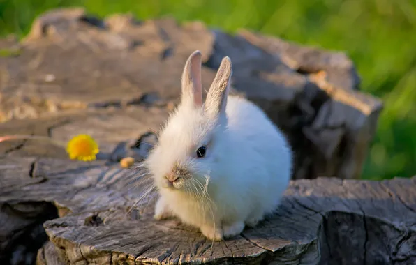Picture white, flower, nature, rabbit, sitting