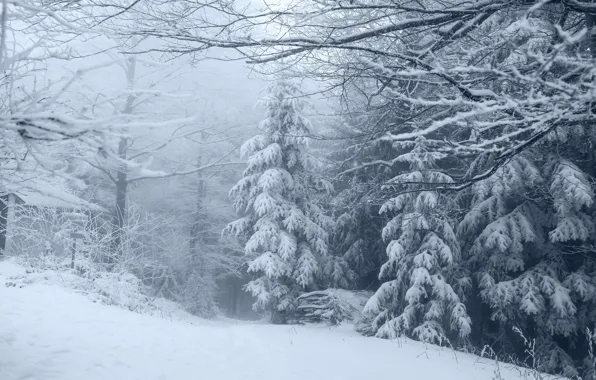 Winter, frost, forest, snow, trees, landscape, branches, nature