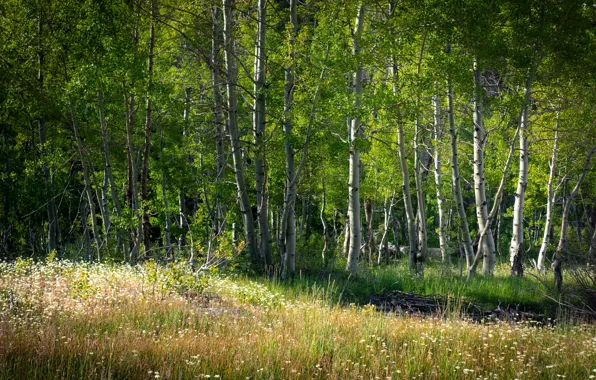 Greens, forest, grass, light, trees, flowers, branch, trunks