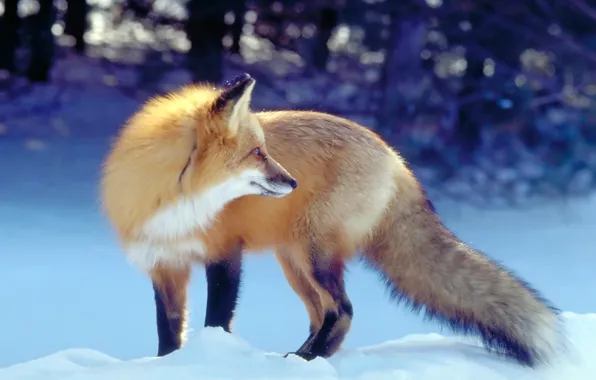 Picture winter, Fox, Fox