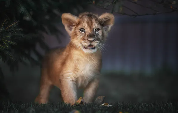 Picture grass, look, lion