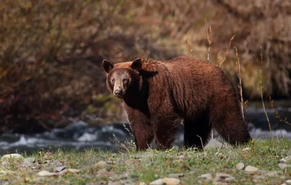 Look, nature, stream, shore, bear, walk, river, pond