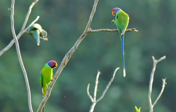 Color, parrot, branches