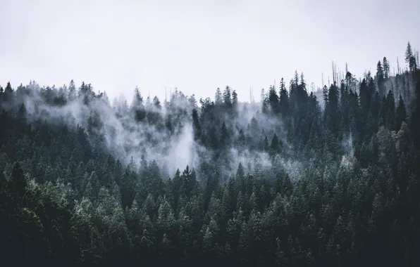 Picture forest, trees, nature, fog