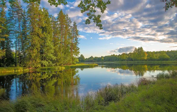 Picture forest, the sky, grass, clouds, trees, landscape, nature, river